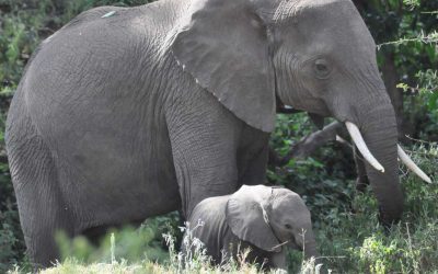 Saving Endangered Wildlife In Africa