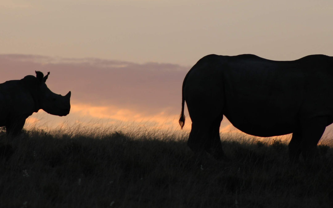 Veterans Protecting Endangered Wildlife In Africa