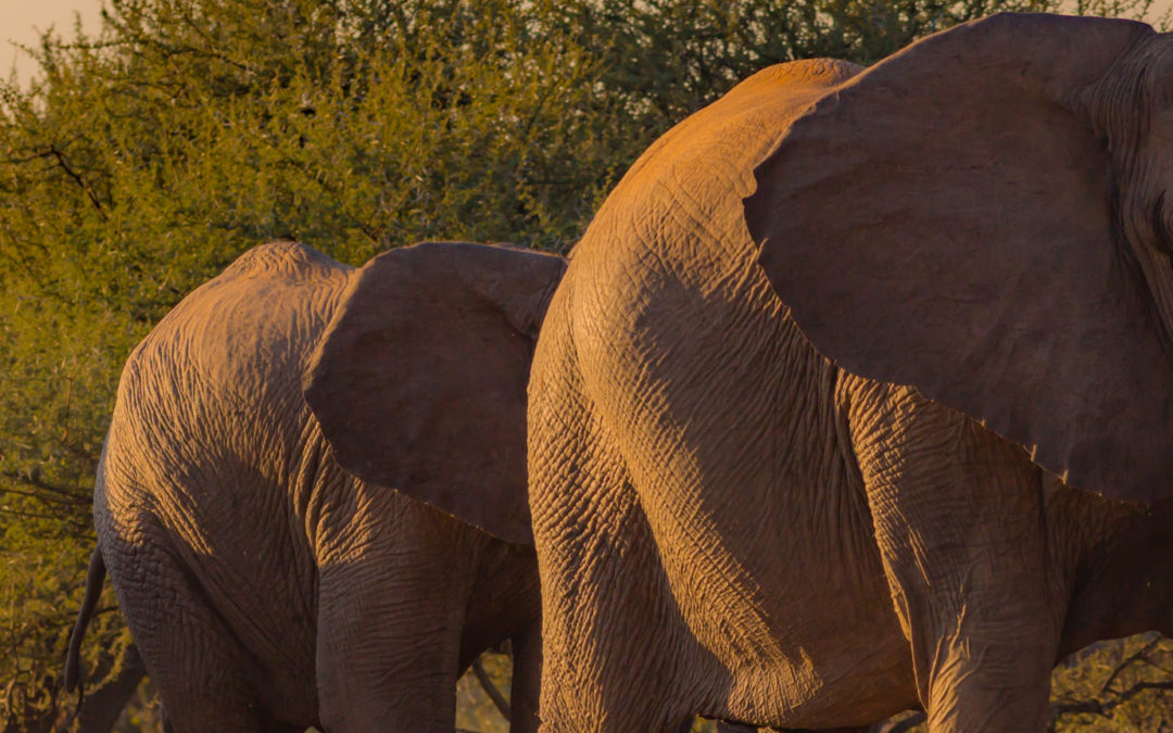 Protecting Elephants & Rhinos From Poachers In Africa