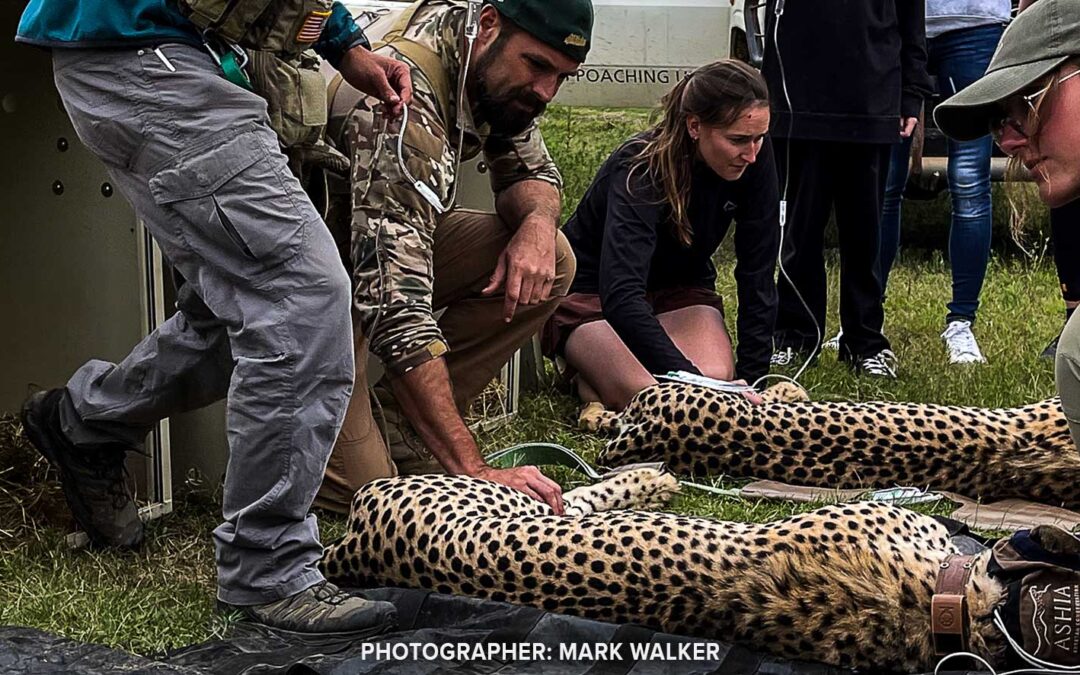 VETPAW helped with a cheetah darting & relocation at the end of last year & February of this year.